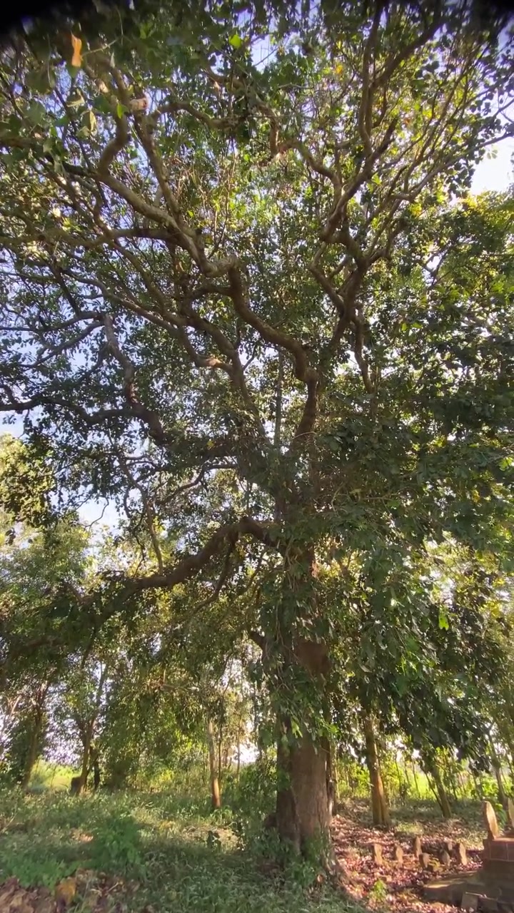 La luce del sole splende attraverso la chioma verde di un grande albero