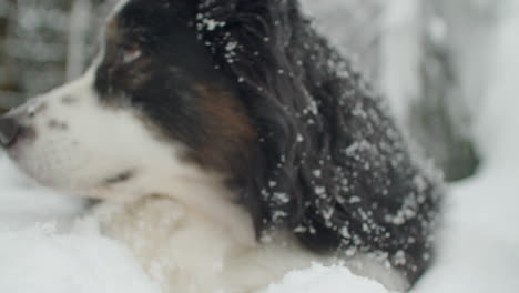 Wide-angle-close-up-shot-of-a-dog-looking-around,-a-lot-of-snow-around-the-dog