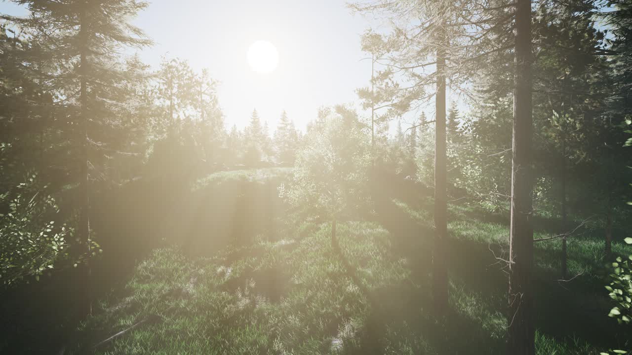 árboles verdes saludables en un bosque