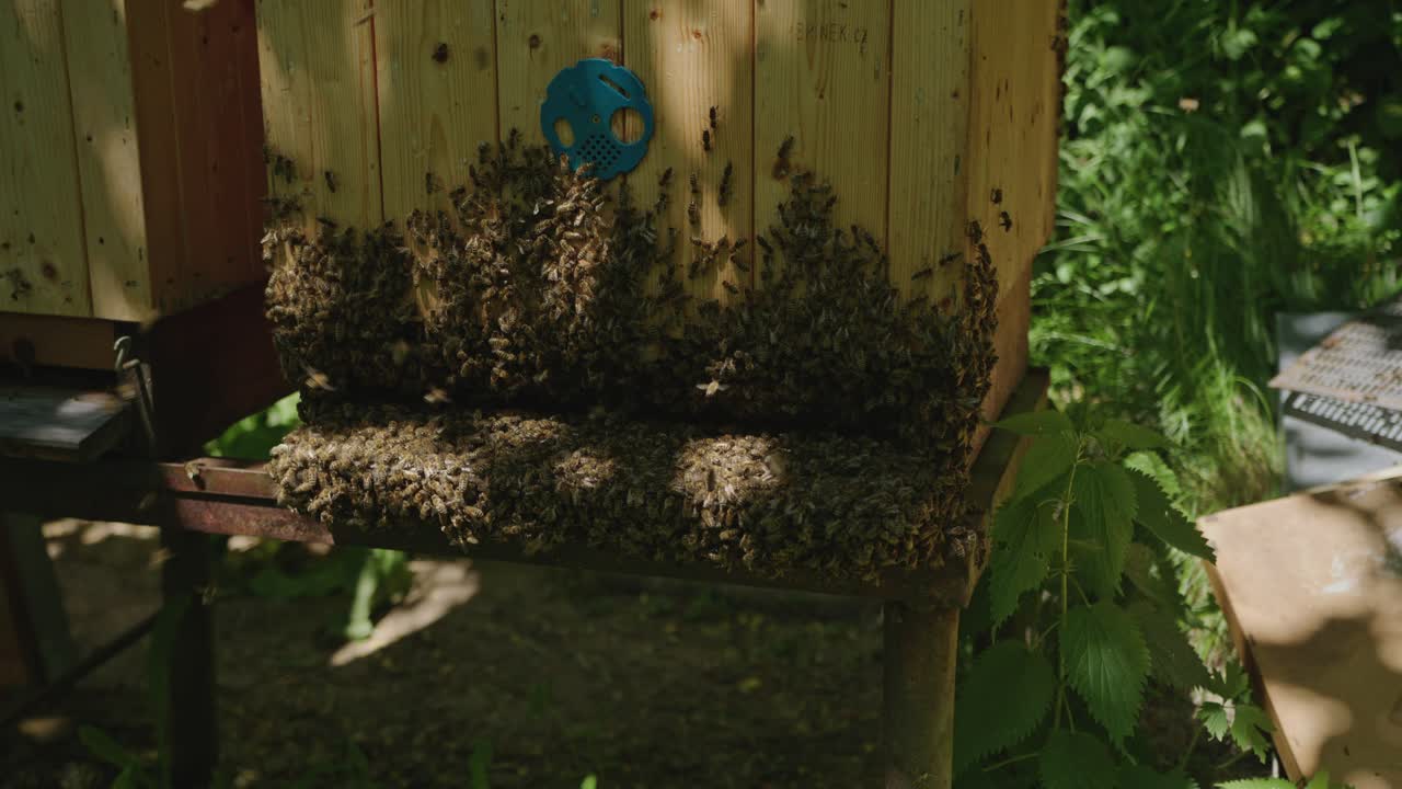 벌집 벌집 에서  ⁇ 벌 들 의 무리