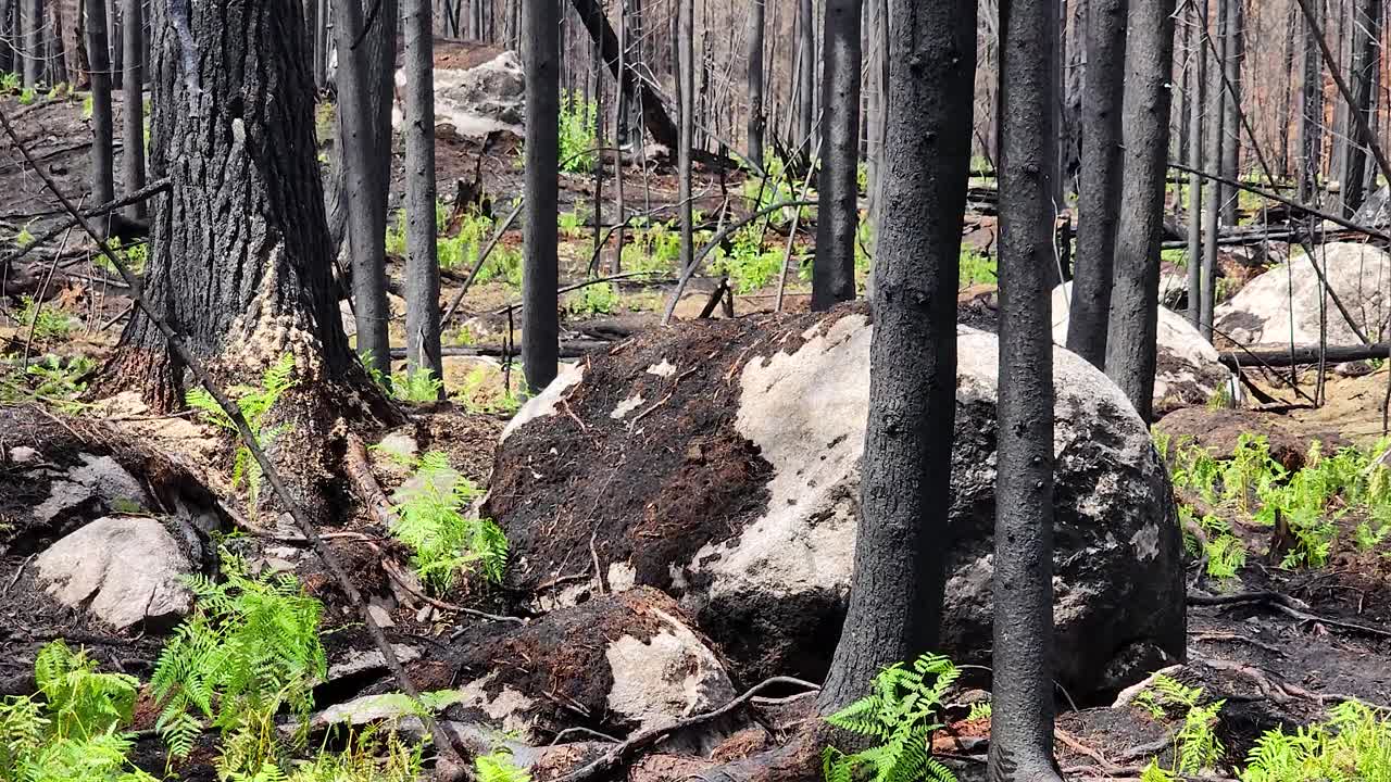 Canadian forests coming back to life with ferns after a wildfire burned everything to the ground
