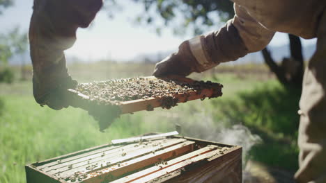 an-unrecognizable-male-beekeeper-working