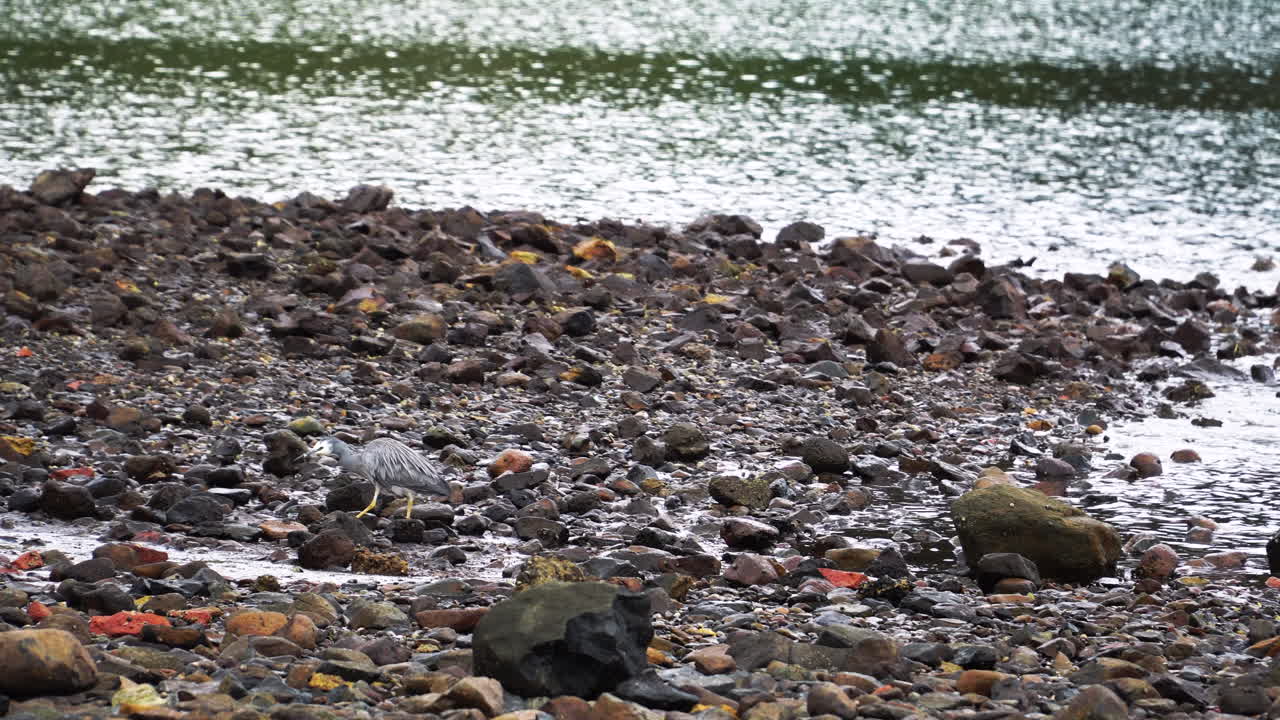 뉴질랜드 호수에서 먹이를 찾아 헤매는 물새