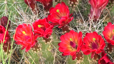 closeup of blooming cactus in the arizona desert