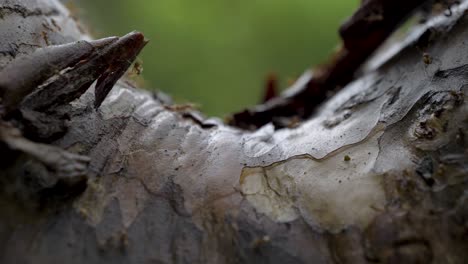 Shaky video of many ants walking on the surface of tree bark, background green and out of focus