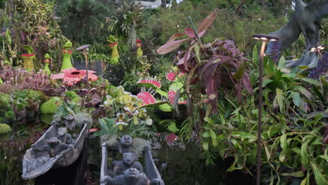 exhibición de plantas carnívoras y orquídeas en el jardín botánico