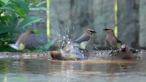 several spectacular colorful bohemian waxwing birds drinking, splashing and bathing in fresh clear water, static close up