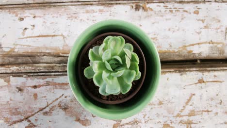 Close-up-of-pot-plant