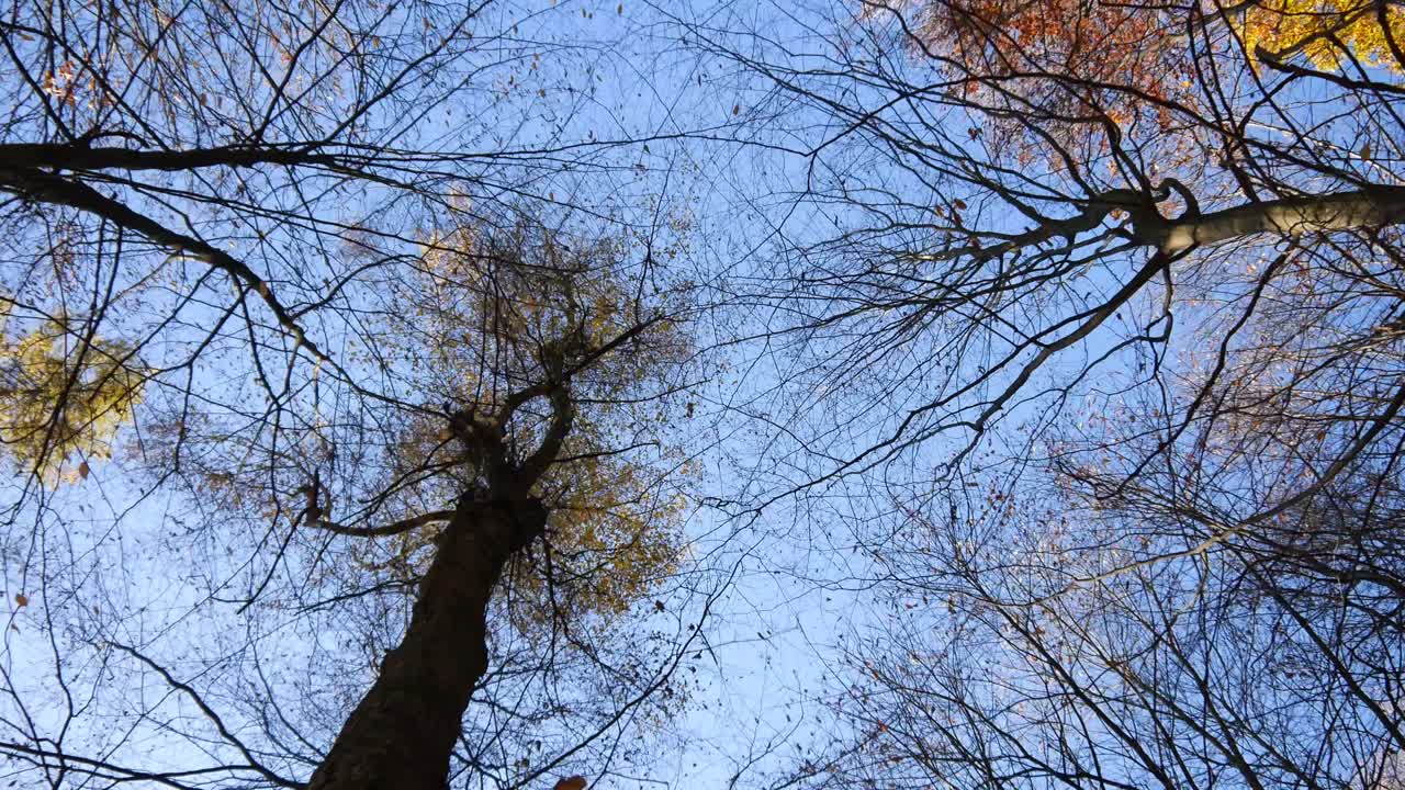 copas de los árboles de otoño con cielo azul en el bosque del palatinado en alemania