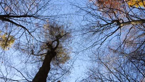 Copas-De-Los-árboles-De-Otoño-Con-Cielo-Azul-En-El-Bosque-Del-Palatinado-En-Alemania