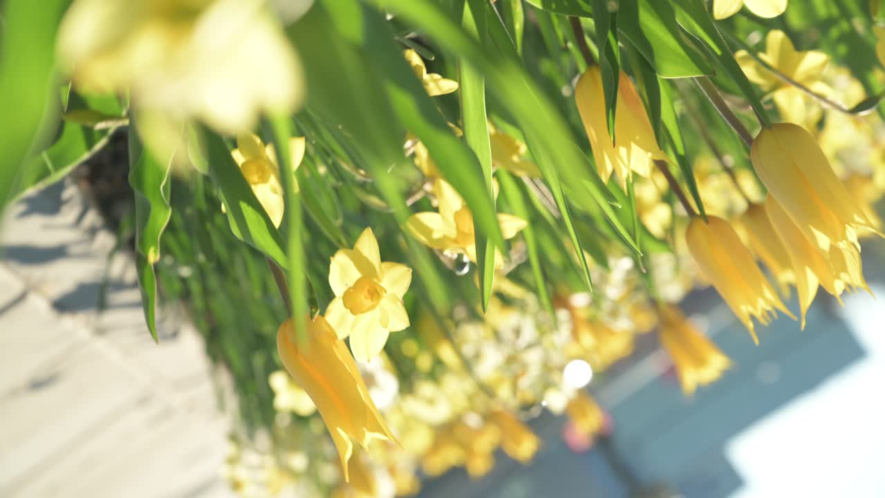 카우나스, 리투아니아에서 봄 꽃의 근접 촬영 보기