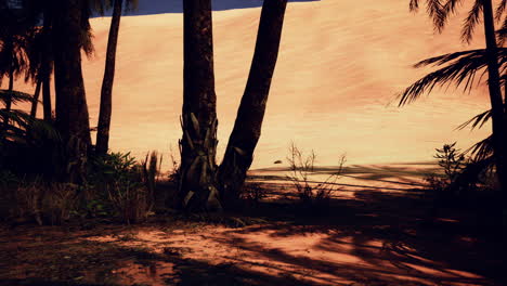palm trees in the desert