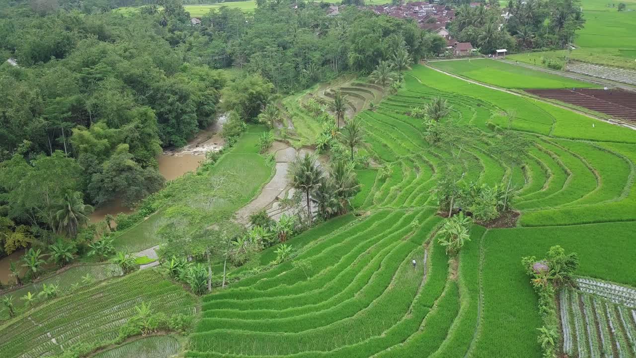 video de drones del paisaje rural de indonesia de un hermoso campo de arroz verde en terrazas cubierto de plantas de arroz con algunos cocoteros