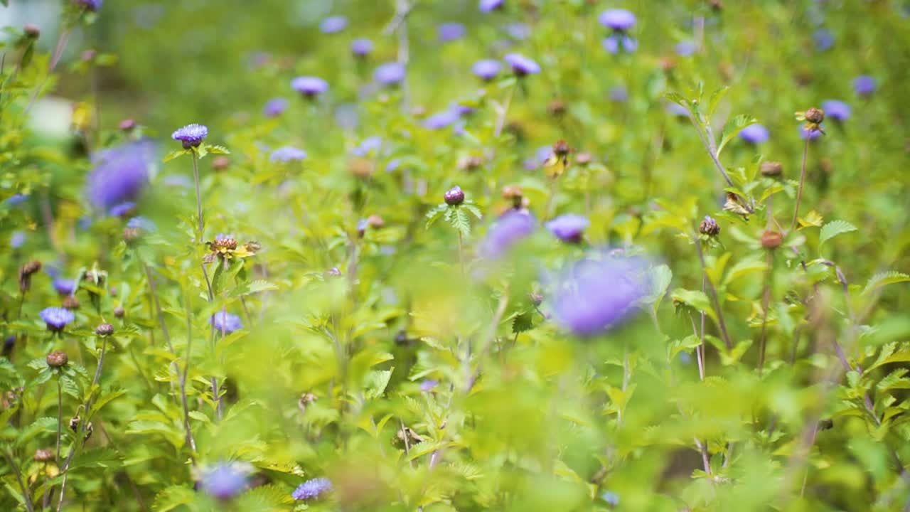 flores moradas en un campo verde