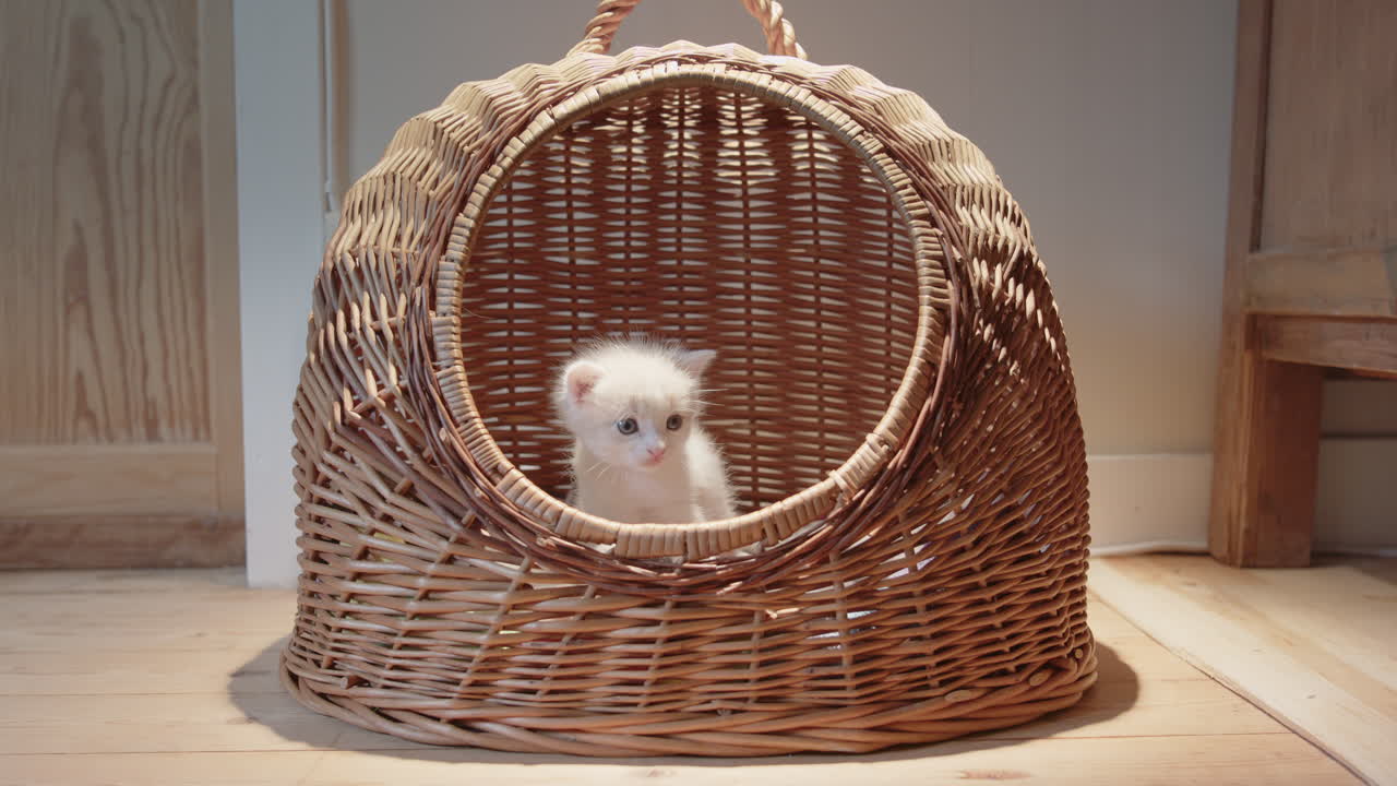 Incredibly cute white fluffy kitten sits alone in wicker basket, low frontal