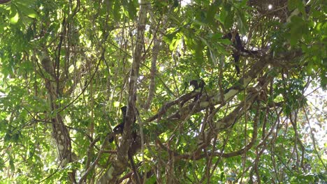 Monos-Balanceándose-Entre-Las-Ramas-De-Los-árboles-De-Vid-De-Costa-Rica