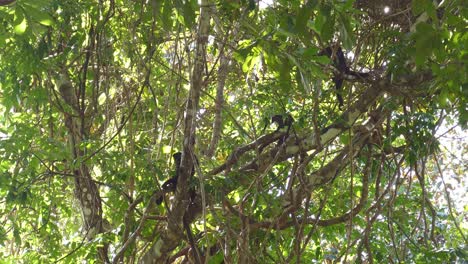 monos balanceándose entre las ramas de las vides de costa rica
