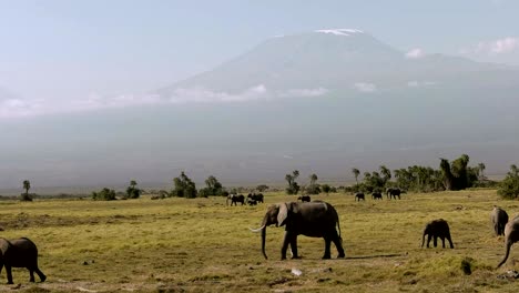 elephants walk past mt kilimanjaro at amboseli, kenya