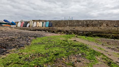 exploring the rocky shoreline and seaweed-covered beach