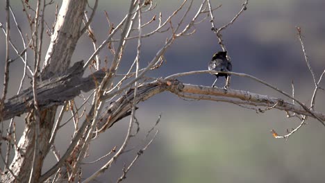 Yellow-headed-blackbird-perching-on-a-tree-branch