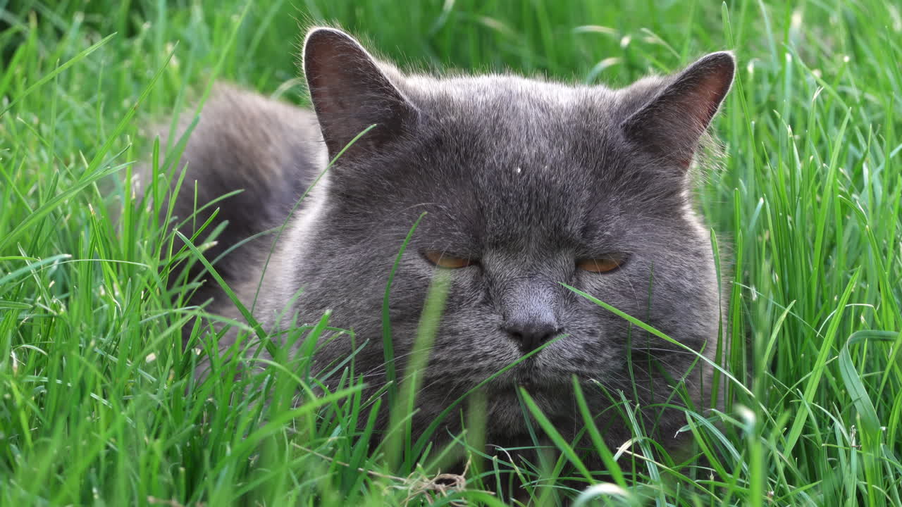 British Shorthair cat with orange eyes resting on the grass in a garden