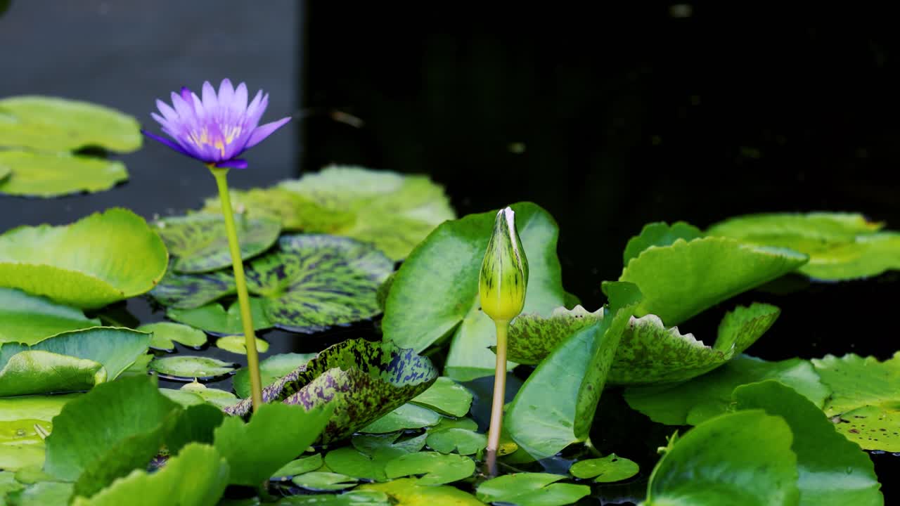 보라색 수풀이 푸른 잎 사이에서 꽃을 피우고 평화로운 연못 환경에서 자연적인 조명과 조용한 구성으로 포착되었습니다.
