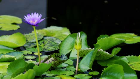 los lirios de agua púrpura florecen entre hojas verdes exuberantes en un entorno pacífico de estanque, capturado con luz natural y composición quieta