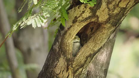 Gefleckte-Eule-Versteckt-In-Einem-Baumloch,-Das-Neugierig-Herausschaut