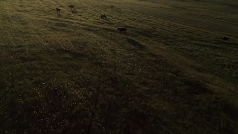 cows on pasture with green grass in sunrise