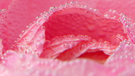 pink rose petals with bubbles