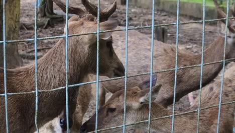 Behavior-of-deer-in-Kartini's-swimming-pool-park-in-Rembang,-Central-Java,-HD