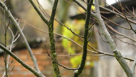 Dry-Branches-In-Farm,-Europe,-Winter