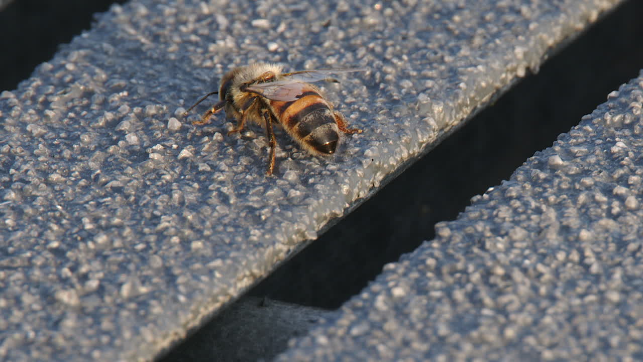 Macro close-up view of single fuzzy honey bee climbing on structure