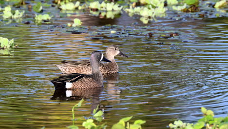 Blue-winged-teal--couple-in-courtship-displaying-in-water
