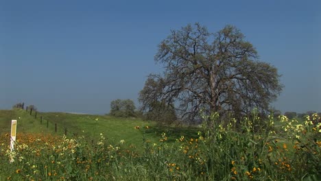 medium shot of wildflowers blooming in a pasture in california