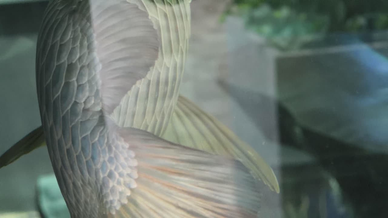 красочные рыбы в аквариуме