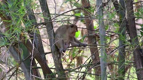 Die-Langschwanzmakaken-Sind-Die-Am-Einfachsten-Zu-Findenden-Affen-In-Thailand,-Da-Sie-In-Tempelanlagen,-Nationalparks-Und-Sogar-In-Dörfern-Und-Städten-Vorkommen