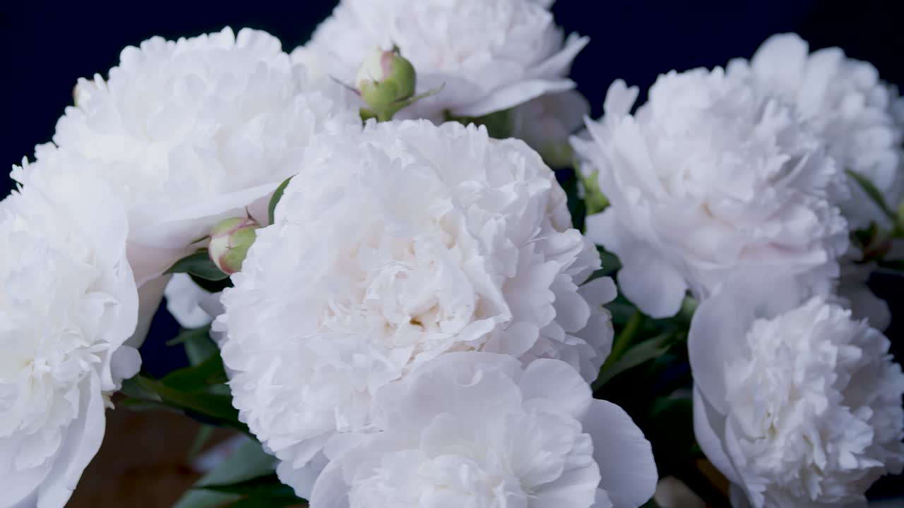 스튜디오 근접 촬영 슬라이딩 회전 디스플레이의 흰색 모란