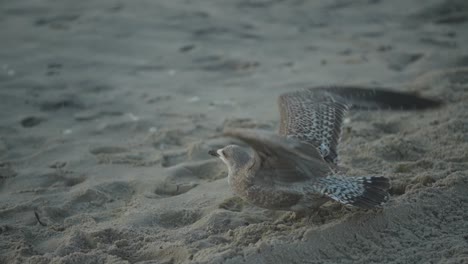 Gaviota-Despegando-De-Una-Playa-De-Arena,-En-Cámara-Lenta,-120fps,-1080p