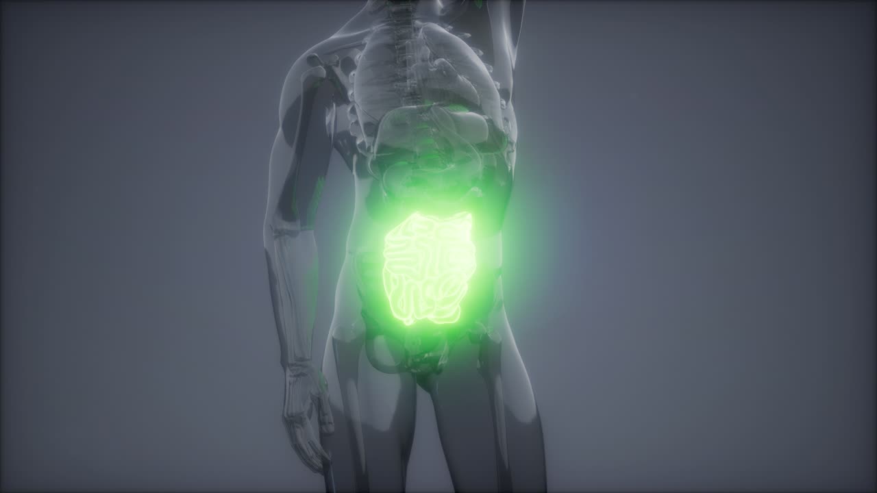 examen de radiología del intestino delgado humano