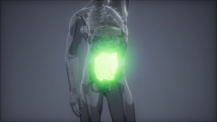 Human Small Intestine Radiology Exam