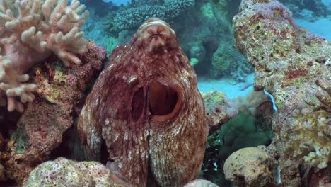 pulpo de cerca en el arrecife de coral en el mar rojo