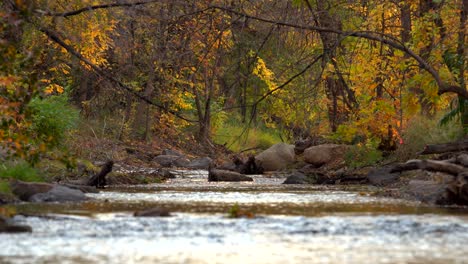 follaje de otoño a lo largo del arroyo boulder