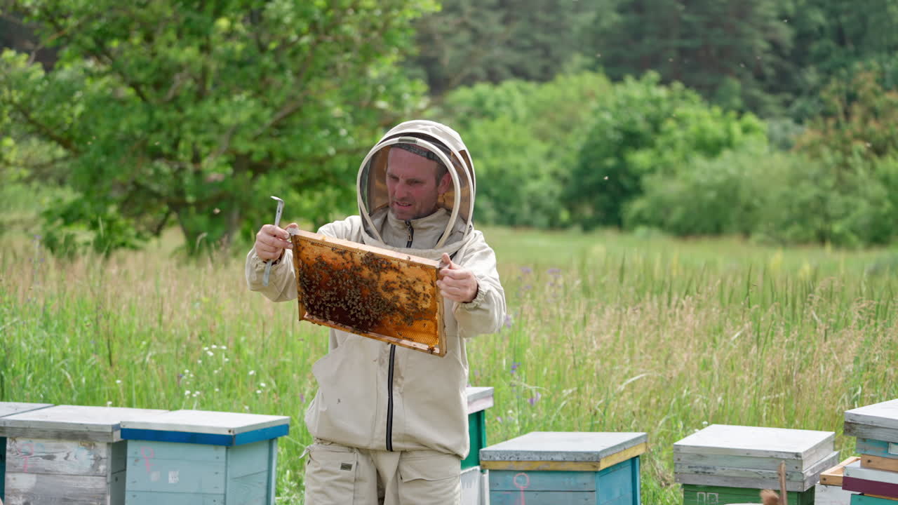 Apiculturist in protective mask examining the frame coated with bees. Beekeeper working at rural apiary with wooden hives.