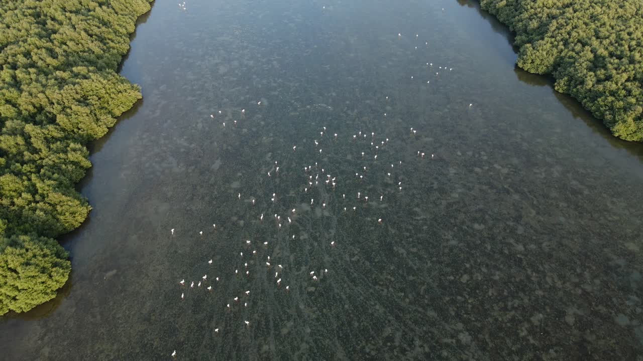 ajman에 있는 al zorah 맹그로브의 드론 보기, 두꺼운 천연 맹그로브는 아랍 에미레이트의 102마리 이상의 토종 새와 철새의 서식지입니다.