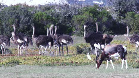 una gran bandada de avestruces se preguntan en un hábitat costero en sudáfrica