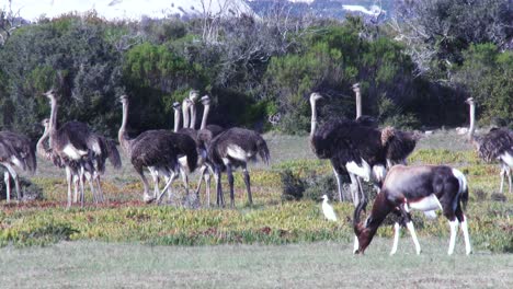 a large flock of ostriches wonder in a coastal habitat in south africa