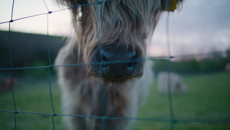 snout and face of highland cow, soft focus close up