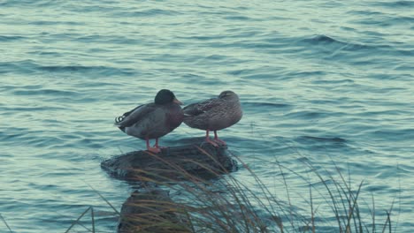 mallard and drake duck stand on rock at lake