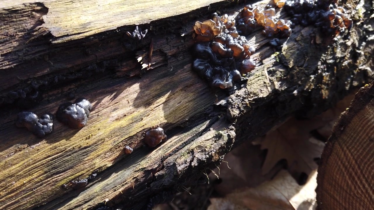 Funghi di bosco su un tronco d'albero. Exidia è un genere di funghi della famiglia delle Auriculariaceae